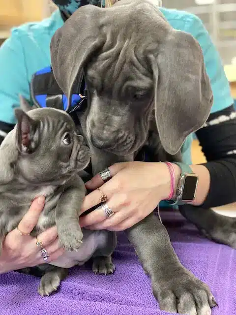 A large gray puppy with floppy ears gently looks down at a much smaller gray puppy being held by a person. The puppies face each other closely on a purple towel, while the person’s hands support them, wearing rings and a smartwatch.