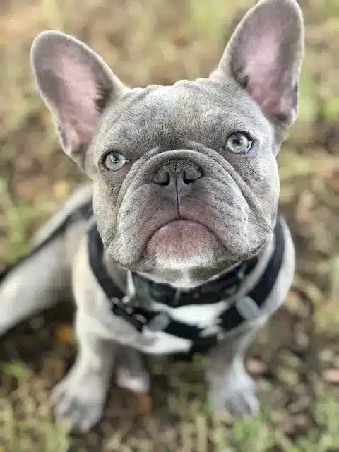 A gray French bulldog with upright ears and light-colored eyes sits outdoors on grass, looking up at the camera while wearing a black-and-white harness.