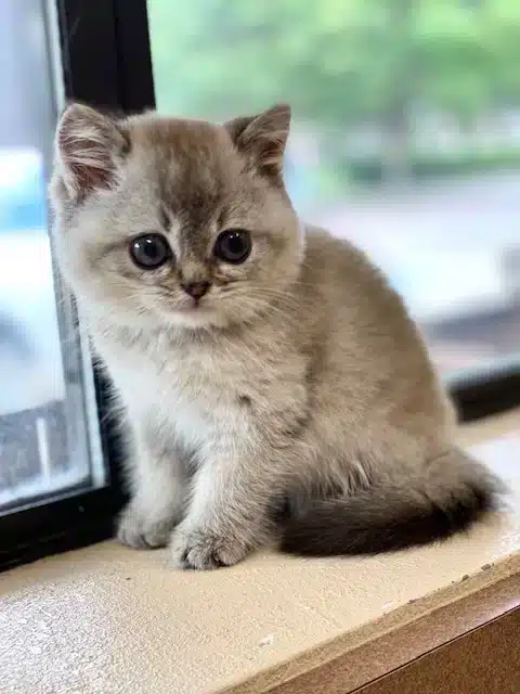 A small gray kitten with round dark eyes sits on a windowsill indoors, facing slightly to the side. Soft daylight comes through the window behind it, with a blurred green outdoor scene visible outside.